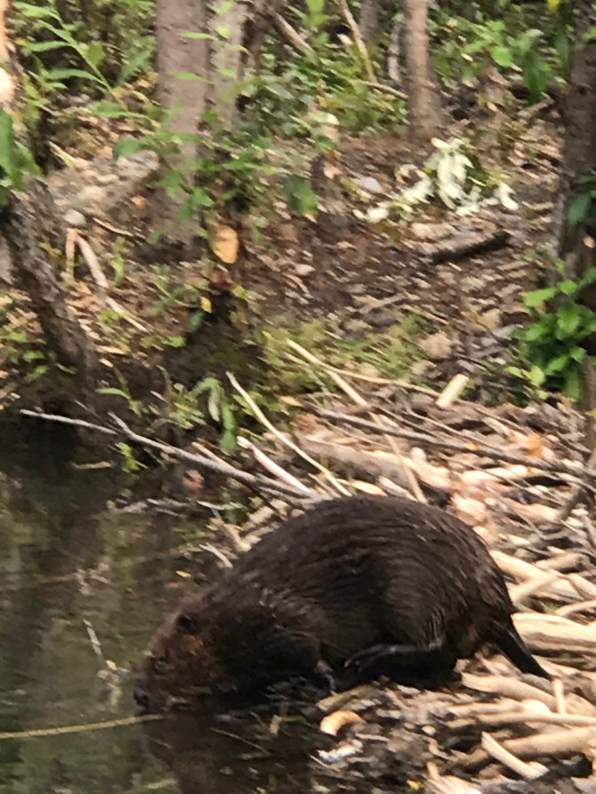 8CFEE515-9B3C-48C1-A3EF-A21E147212E8