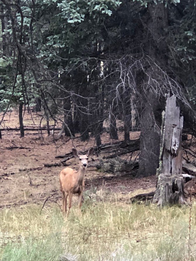 0928381B-8DA5-479C-8A88-F0D46A25A0CA