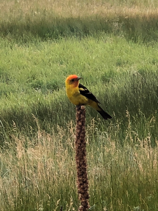 2F5C61A7-BB53-48D3-9860-8F6038AD6A4C