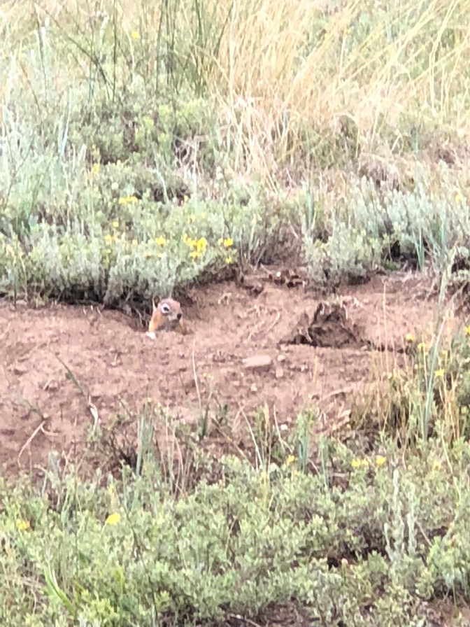 8DB21C7F-CC81-4F29-BCBB-1B465A5E1C7A